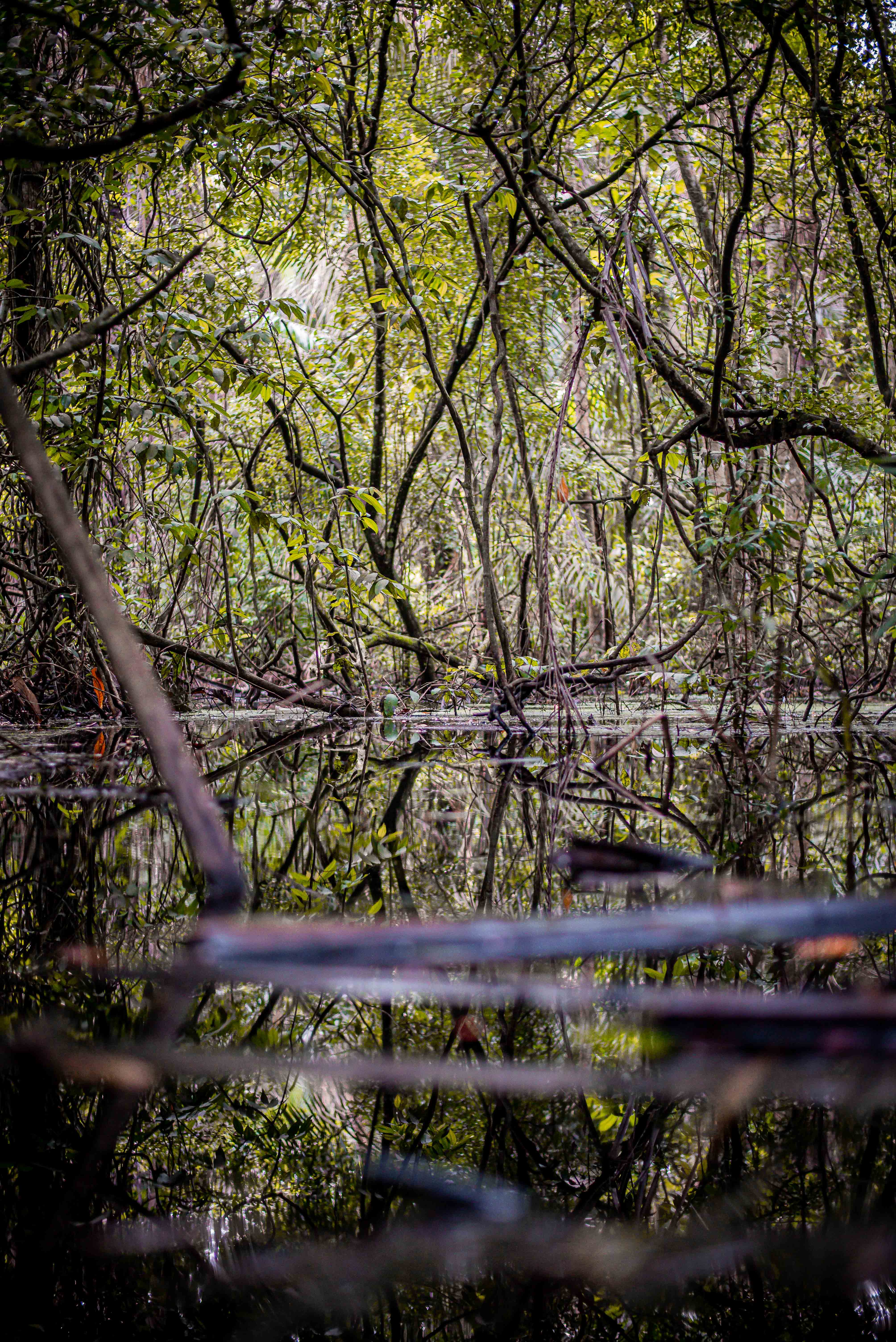 Mangrove forest reflected in still water at Lekki Conservation Centre.